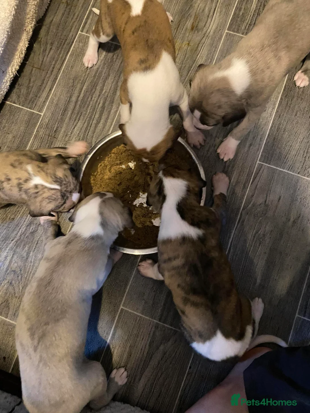 Whippet dogs for stud: Demerlay On a Promise in Wakefield - Advert 5