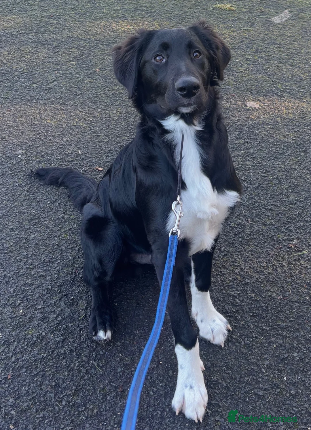 Mixed Breed dogs for sale: 6 Month Old Shollie in Liverpool - Advert 2