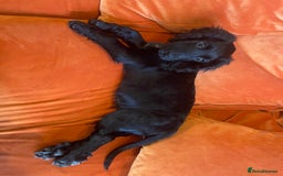 Sprocker dogs for stud: Gorgeous sprocker for stud (free)  - Image 16