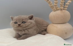 British Shorthair cats for sale: PEDIGREE REGISTERED CHUNKY BRITISH SHORTHAIRS  - Image 22
