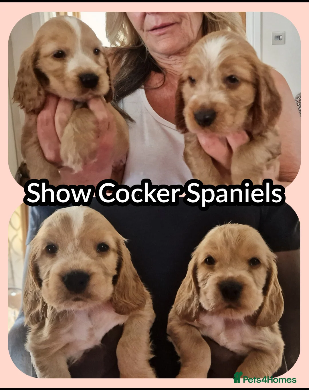 Cocker Spaniel dogs for sale: High Pedigrees, KC registered Show Cockers Puppies - Advert 2