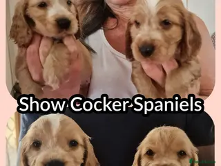 Cocker Spaniel dogs High Pedigrees, KC registered Show Cockers Puppies - Advert 3