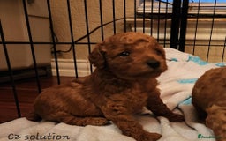 Toy Poodle dogs for sale: 🌸 Toy Poodle Puppies– Tiny Hearts Full of Love 🌸 - Image 5