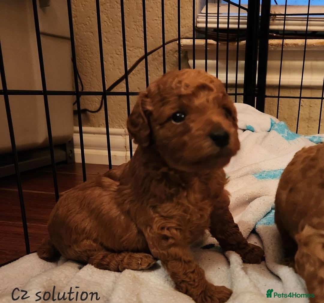 Toy Poodle dogs for sale: 🌸 Toy Poodle Puppies– Tiny Hearts Full of Love 🌸 - Image 5