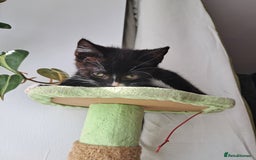 Mixed Breed cats for sale: 3 adorable black and white girls for sale. - Image 4