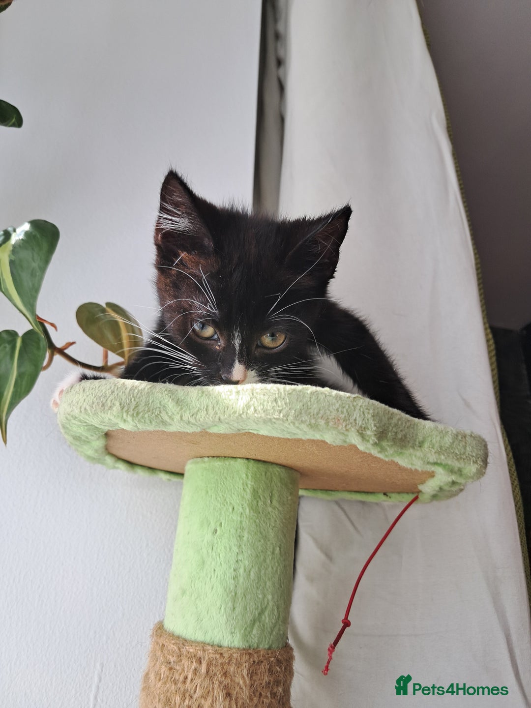 Mixed Breed cats for sale: 3 adorable black and white girls for sale. - Image 4