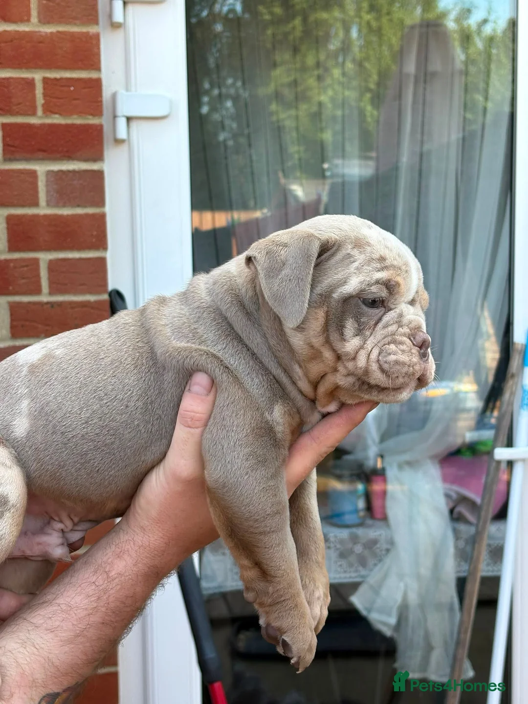 Old Tyme Bulldog dogs for sale: 2 LOVELY BOYS LEFT NEBBR REGISTERED - Advert 13