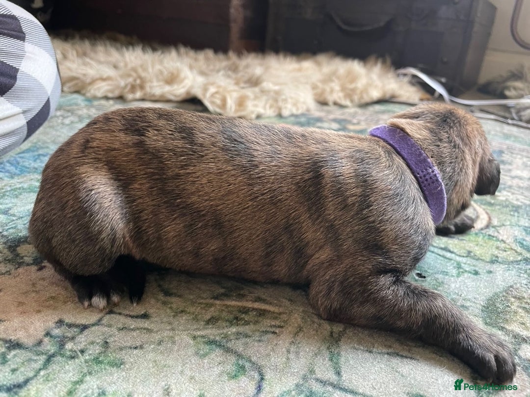 Lurcher dogs for sale: Quality Lurcher pups Deerhound/Grey Wheaten/Grey - Image 7