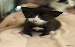 Domestic Shorthair cats for sale: Two beautiful kittens left - Image 7