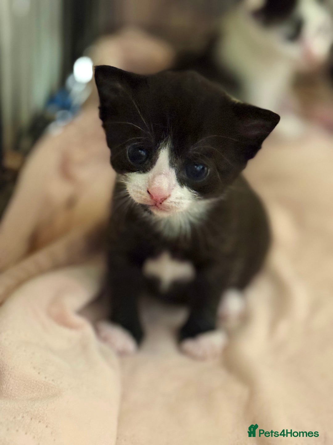 Domestic Shorthair cats for sale: Two beautiful kittens left - Image 7