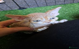 Devon Rex cats for sale: Beautiful Devon Rex babys - Advert 6