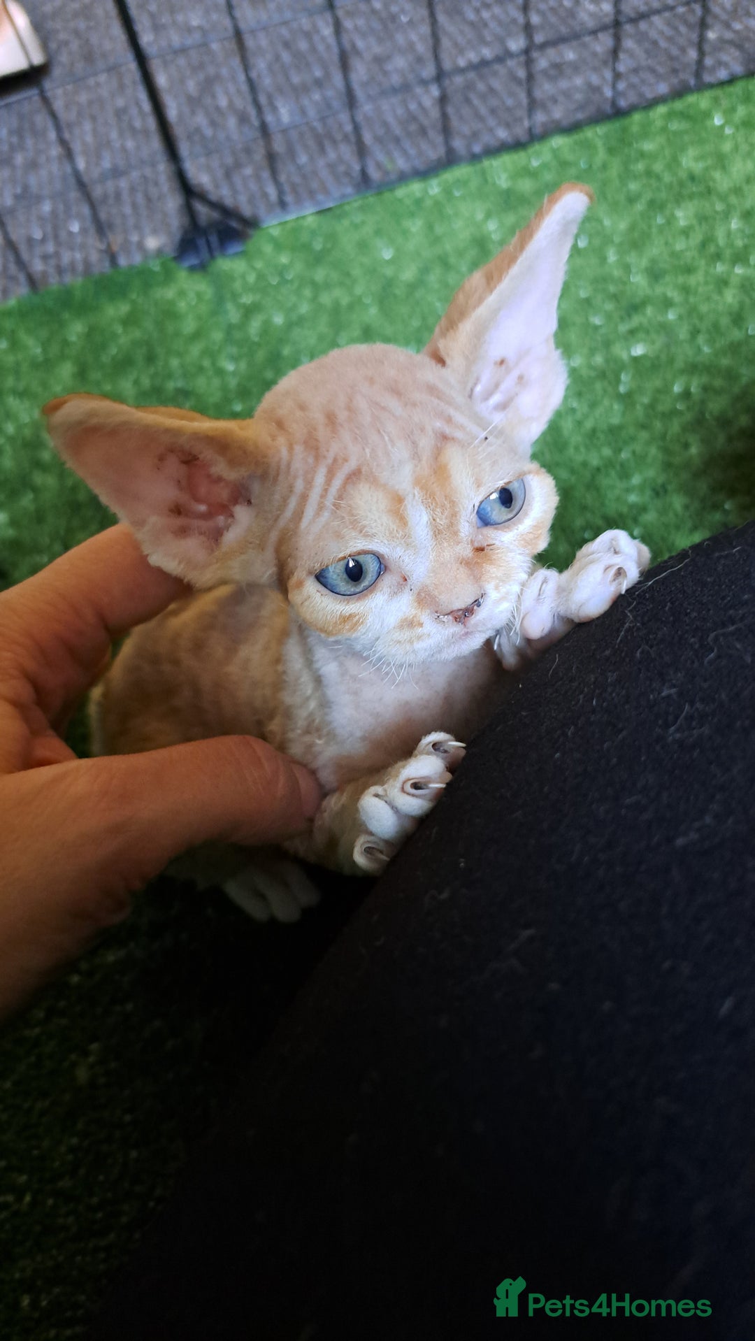 Devon Rex cats for sale: Beautiful Devon Rex babys - Advert 6
