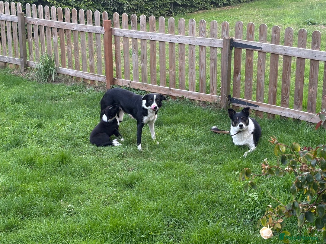 Border Collie dogs for sale: Dog pup  - Image 4