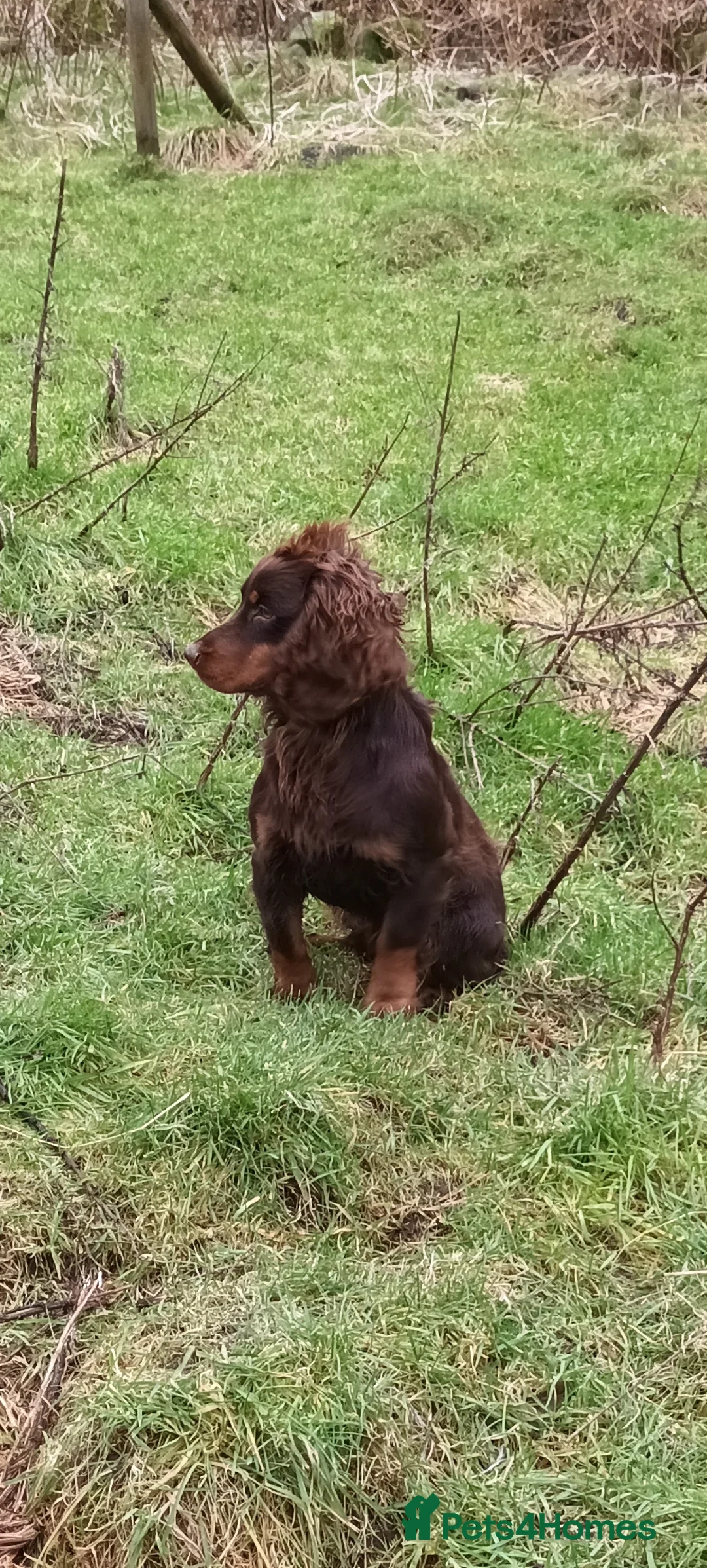 Cocker Spaniel dogs for stud: Working Cocker at stud  in Hexham - Advert 3