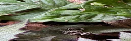 Frog reptiles for sale: Amazon Milkfrogs  in Dukinfield - Advert 2