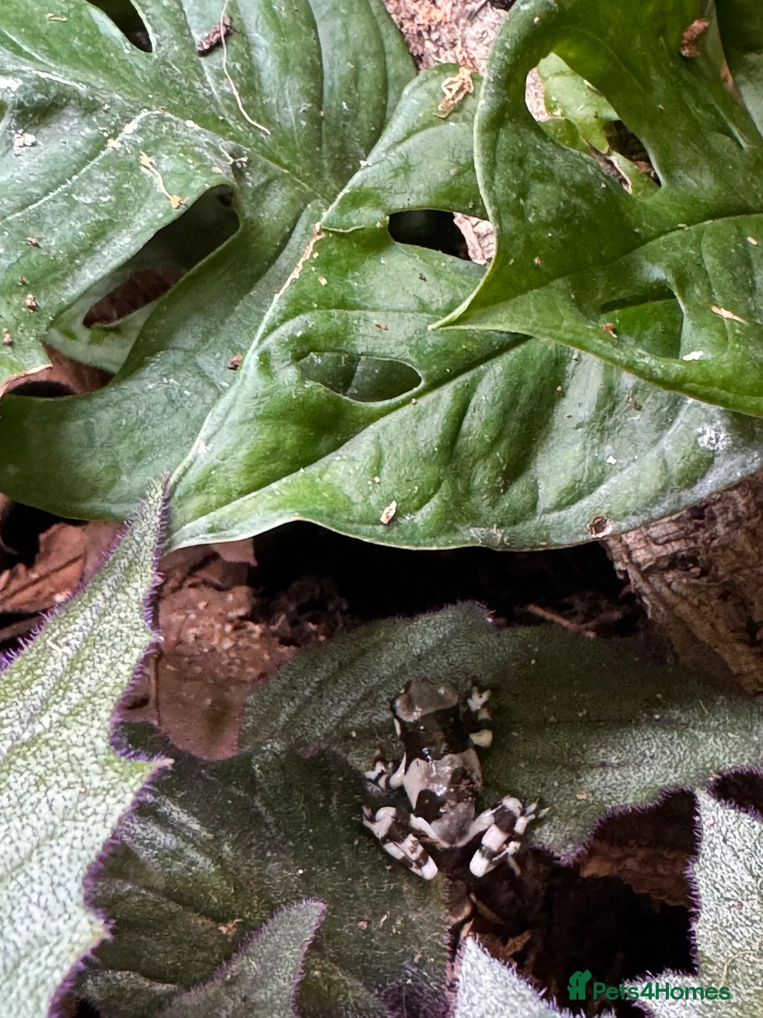 Frog reptiles for sale: Amazon Milkfrogs  in Dukinfield - Advert 2