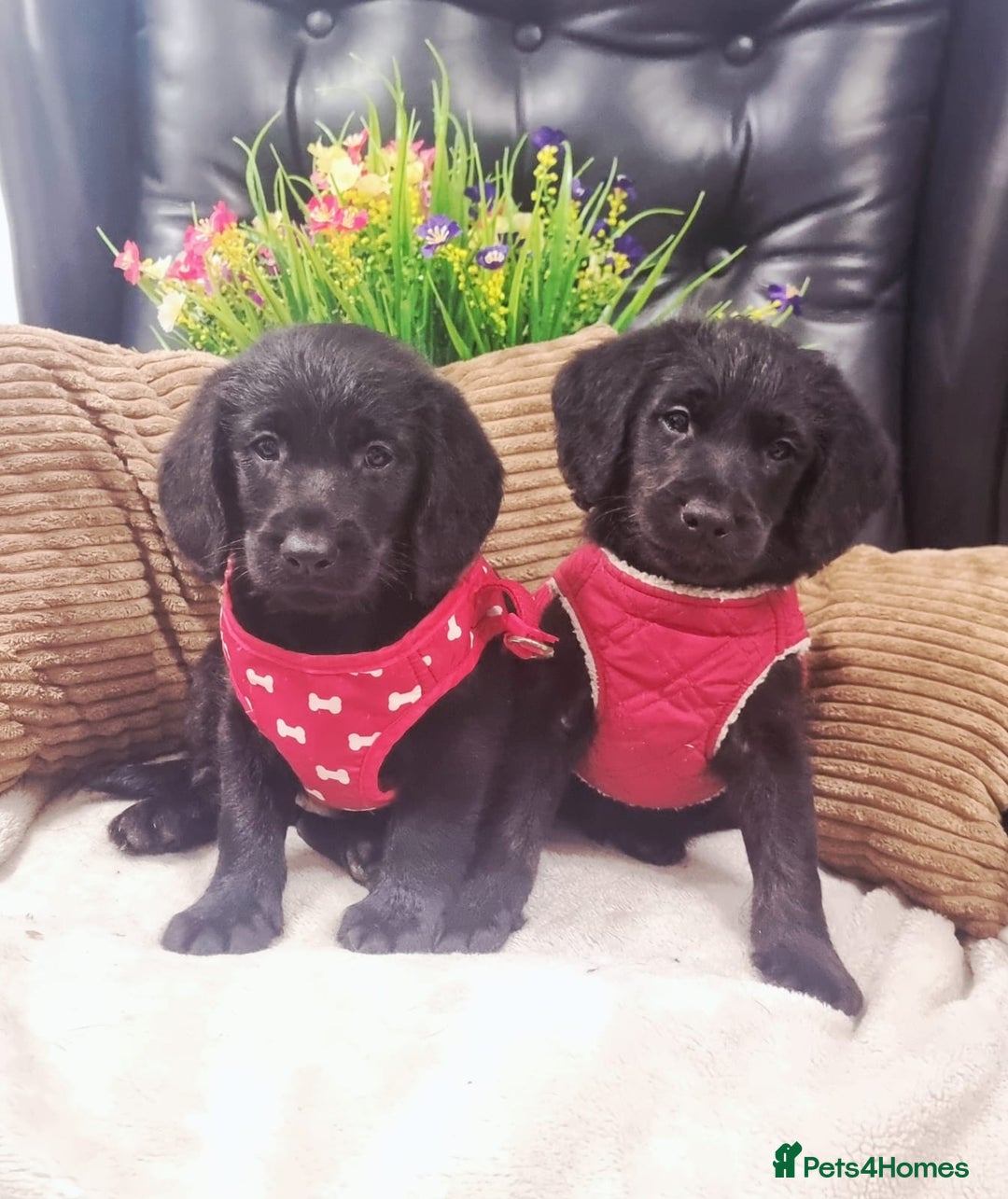 Labradoodle dogs for sale: F1 Labradoodle Puppy's  - Image 11