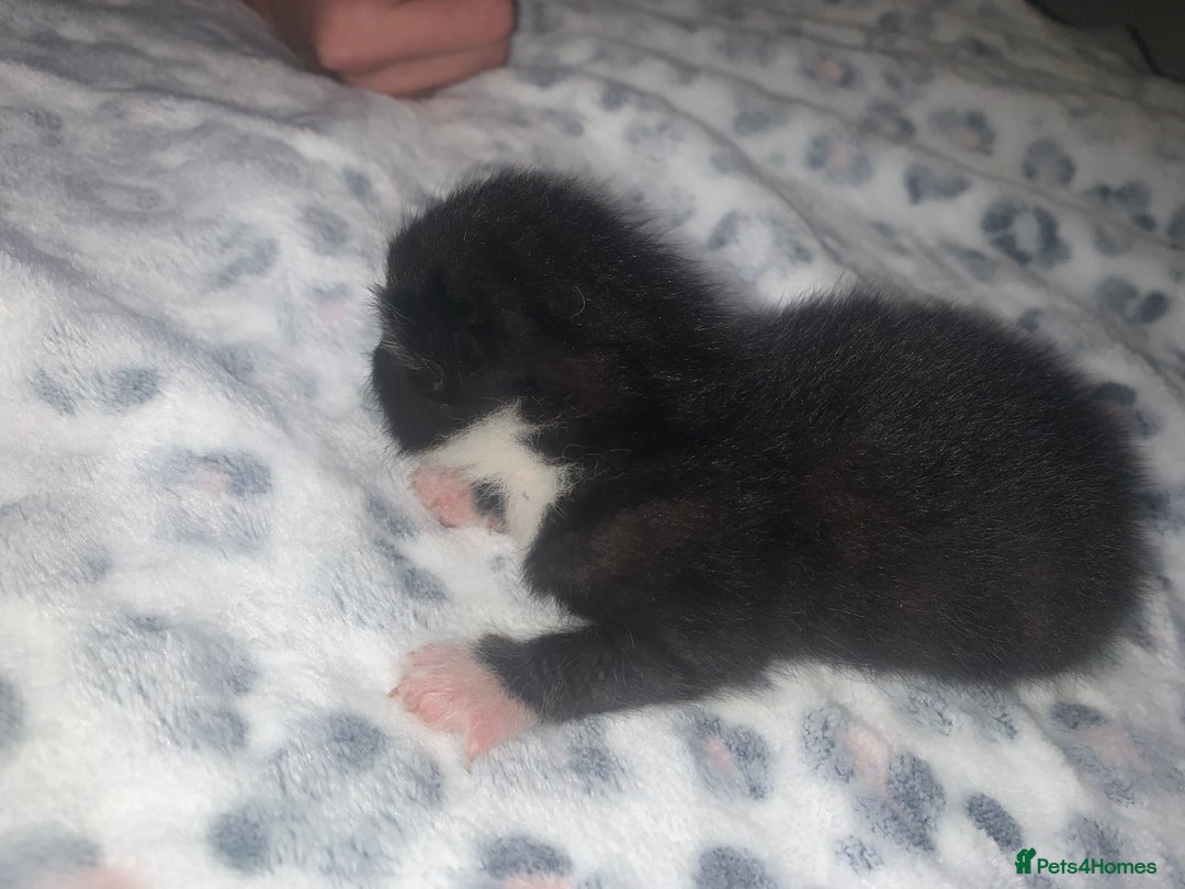 Mixed Breed cats for sale: Bright tabby’s and black kittens  - Advert 33