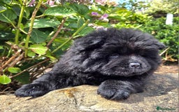 Chow Chow dogs for sale: Chow chow puppies  - Image 25