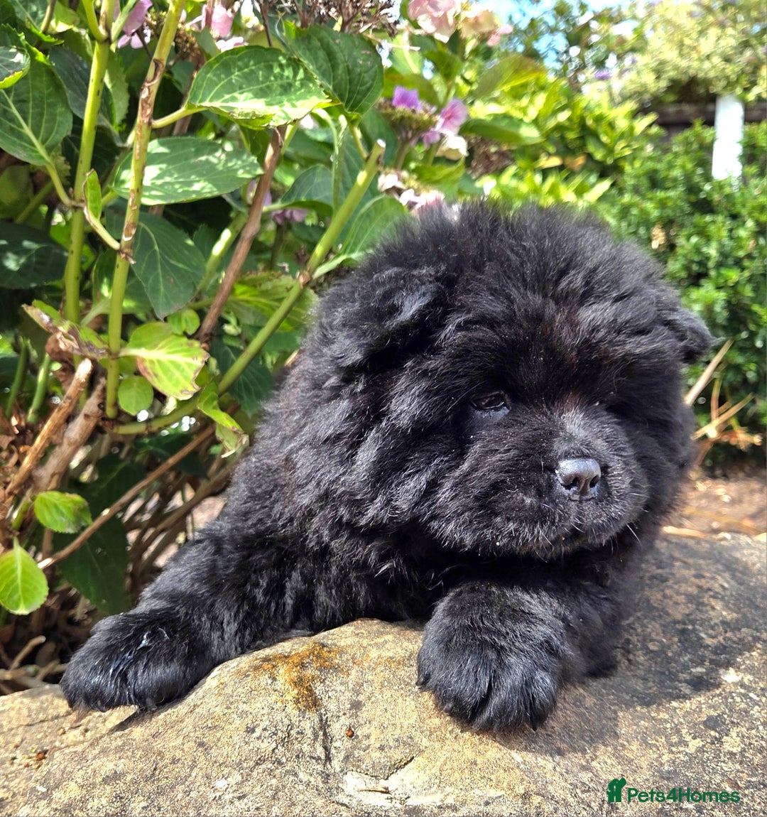 Chow Chow dogs for sale: Chow chow puppies  - Image 25