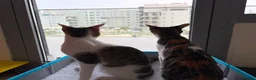 Mixed Breed cats for adoption: Cleo and Junior - lovely kitties - Advert 12