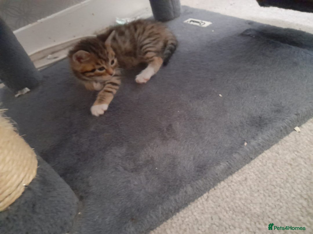 Bengal cats for sale: 4 kittens available  - Advert 3