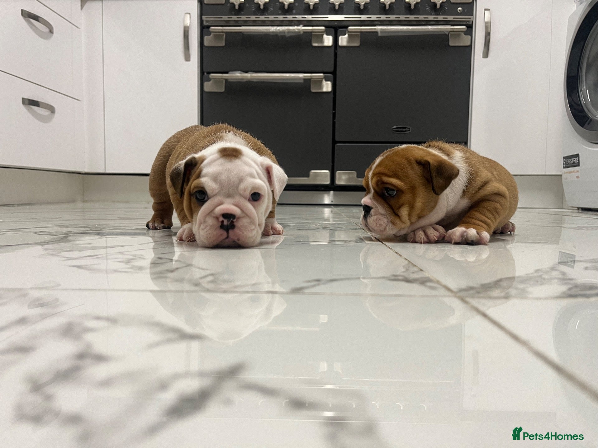 English Bulldog dogs for sale: Traditional/standard girls dad gold health tested  - Advert 1