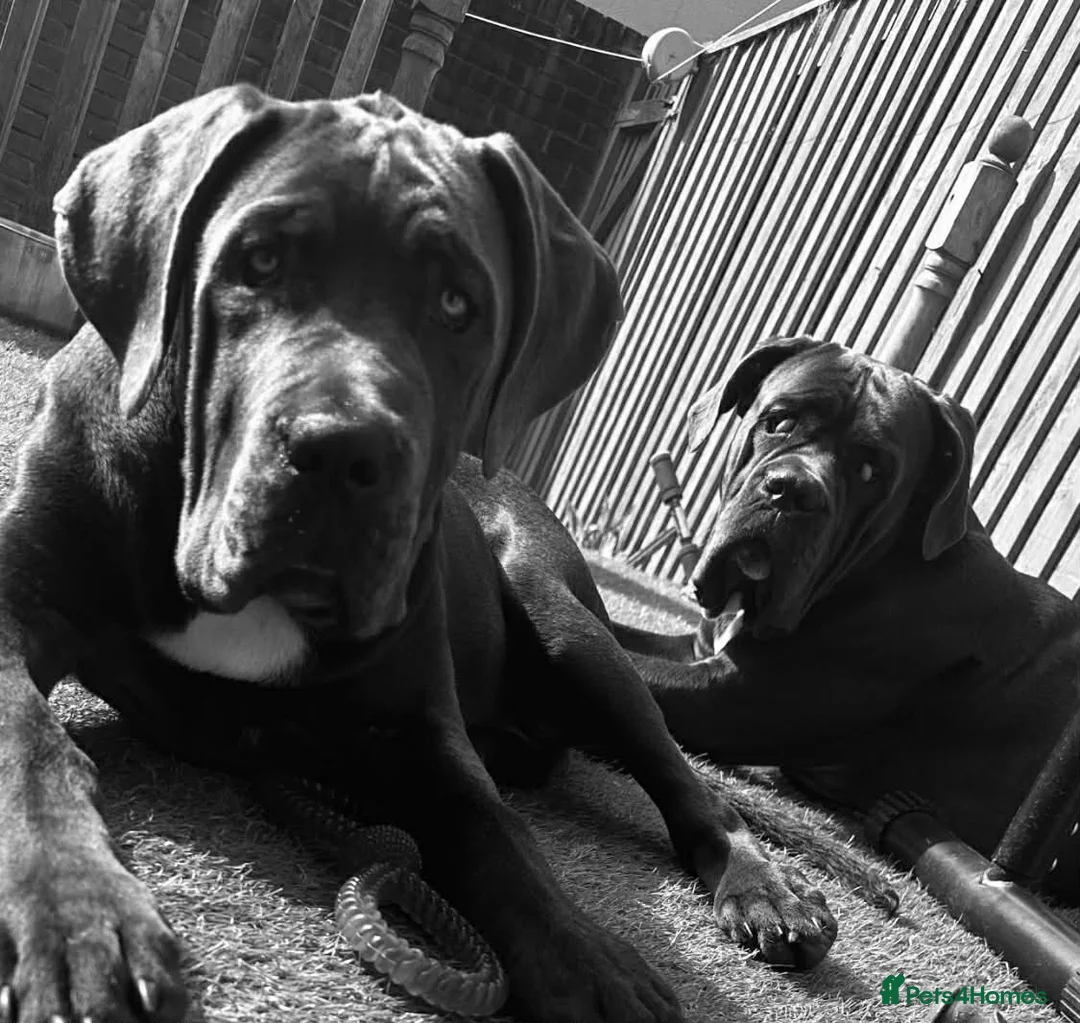 Cane Corso dogs for sale: Cane corso  - Advert 1