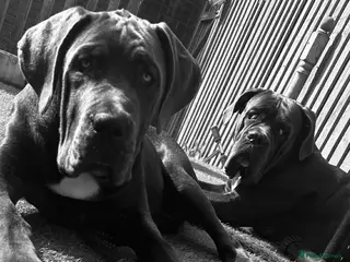 Cane Corso dogs Cane corso - Advert 12