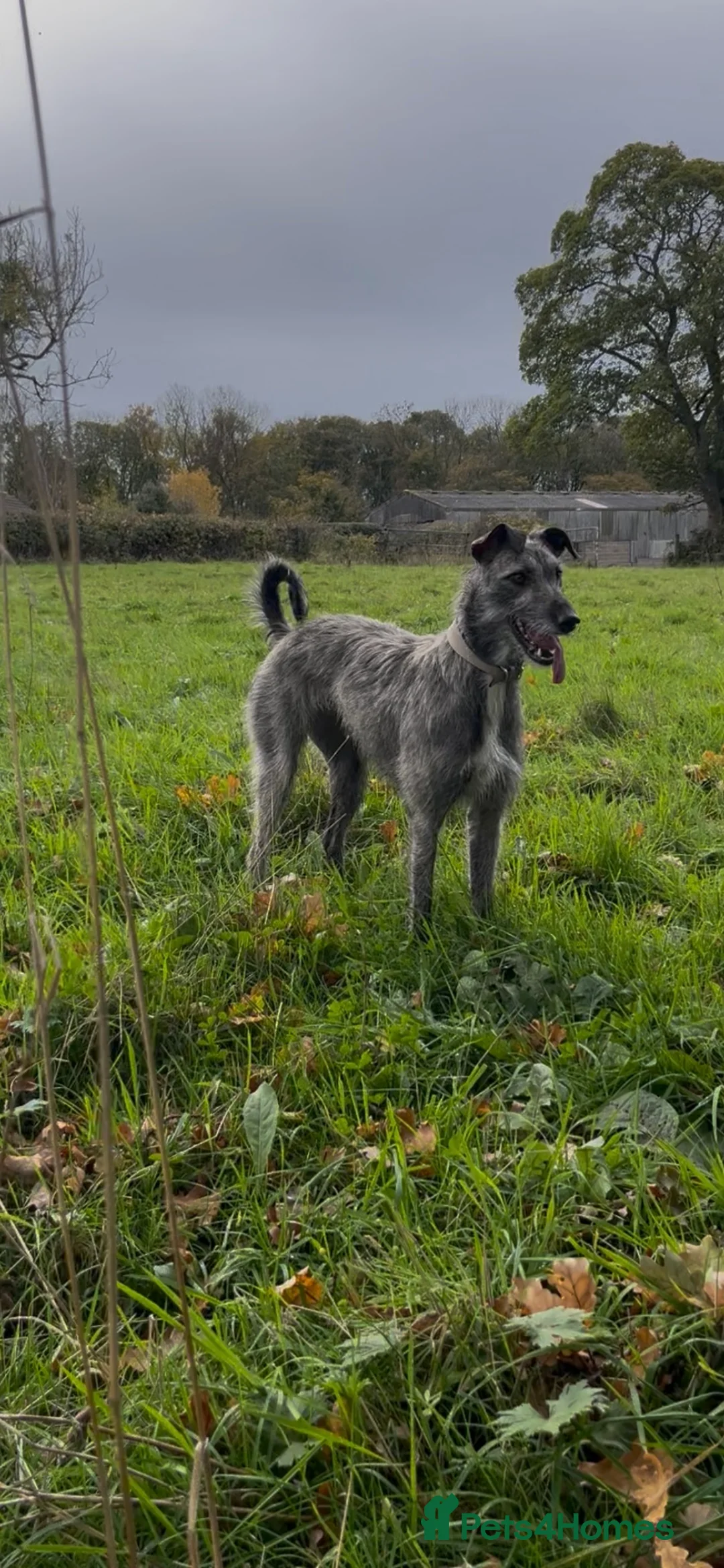 Lurcher dogs for sale: Stunning lurcher pups!!! in Belper - Advert 22