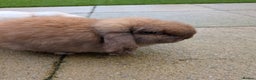 Mini Lop rabbits for sale: Bonded Pair of Mini Lop Males – 9 Months Old - Advert 2