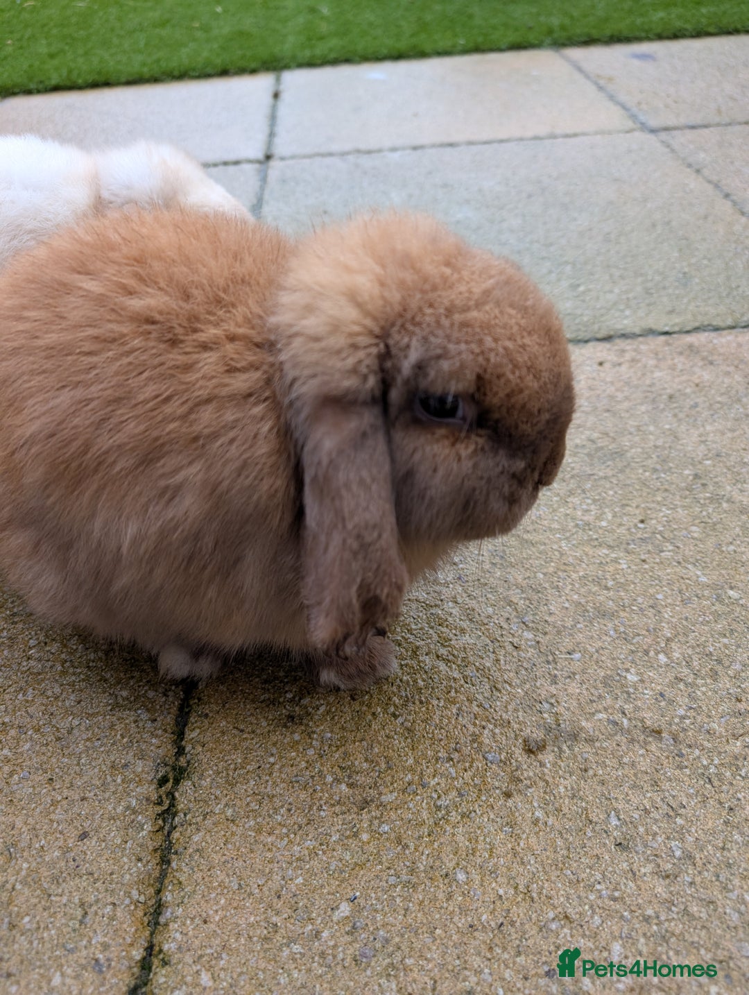 Mini Lop rabbits for sale: Bonded Pair of Mini Lop Males – 9 Months Old - Advert 2