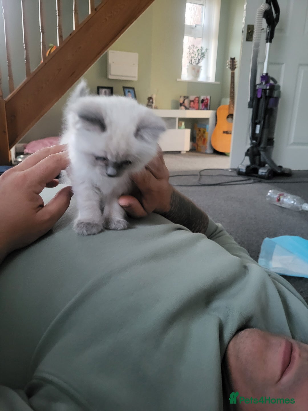 Ragdoll cats for sale: 5 beautiful ragdoll kittens - Image 9