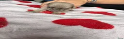 Pug dogs for sale: pug puppies  - Advert 27