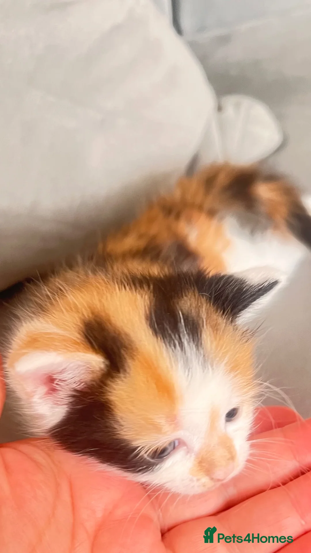 British Longhair cats for sale: Ready to reserve long fur fluffy kitties London  - Advert 30