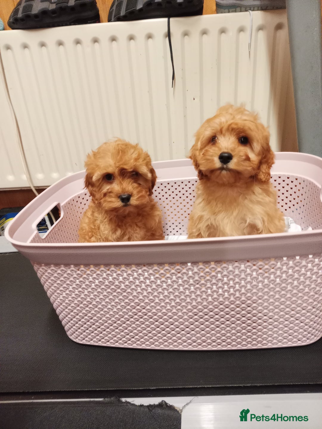 Cavapoo dogs for sale: Cavapoo  - Advert 7