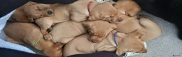 Labrador Retriever dogs for sale: Red fox Labradors  in Whitley Bay - Advert 5