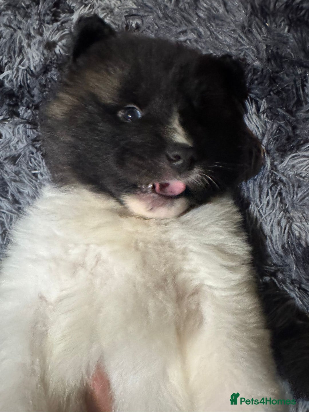 Akita dogs for sale: Bear faced American akitas puppies  - Advert 19