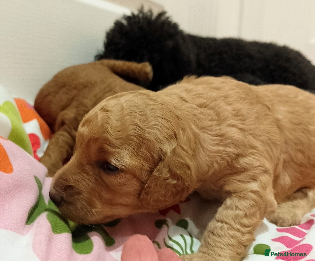 Miniature Poodle dogs for sale: KC Registered Miniature Poodle Puppies  - Advert 1