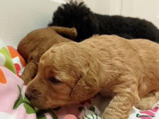 Miniature Poodle dogs KC Registered Miniature Poodle Puppies - Advert 2