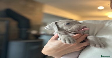 Weimaraner dogs - Advert 10