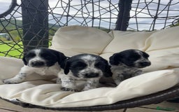 Sprocker dogs for sale: Sprocker Spaniel Puppies - Image 14