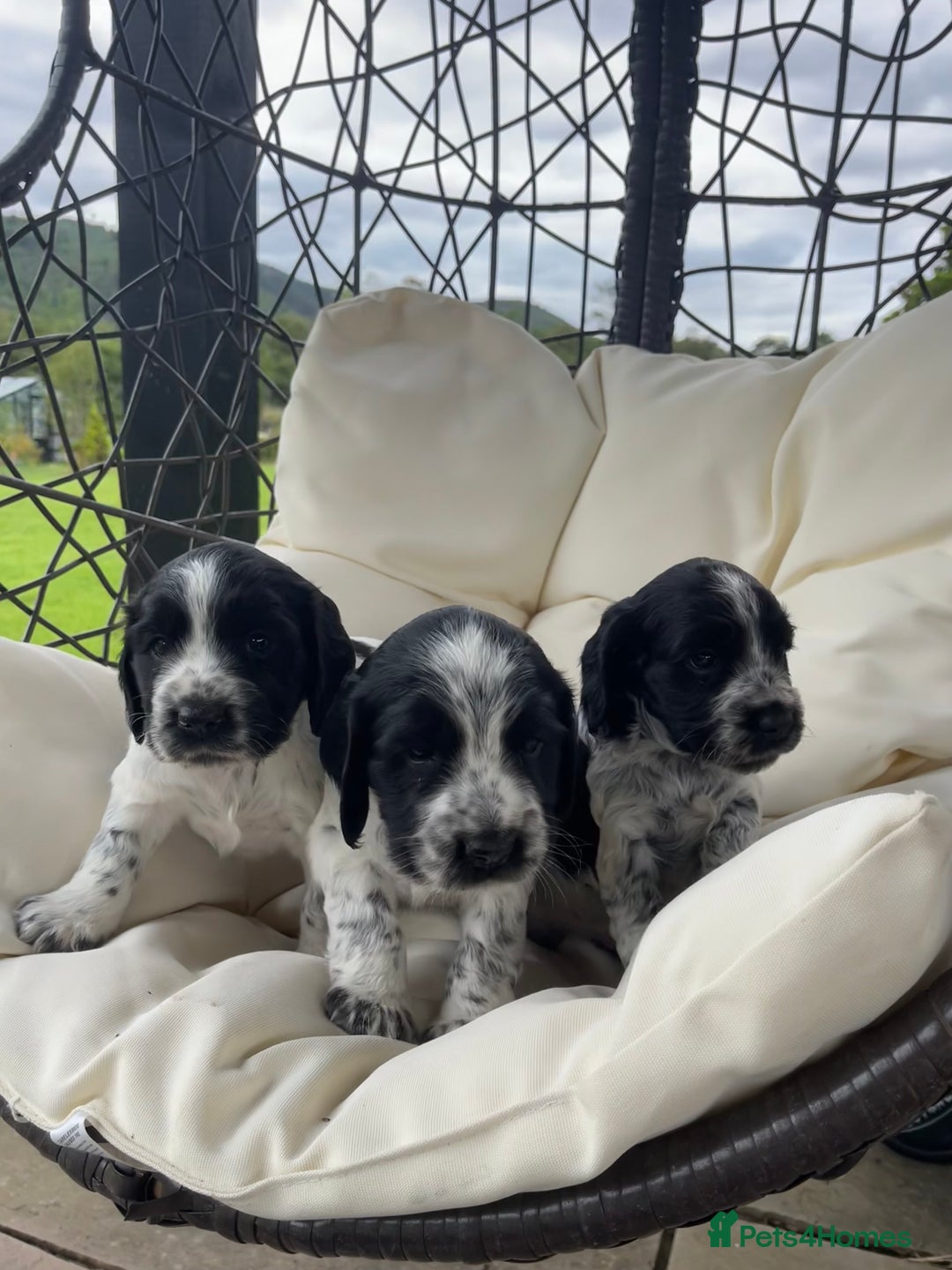 Sprocker dogs for sale: Sprocker Spaniel Puppies - Image 14