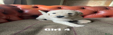 Goldendoodle Girl 4