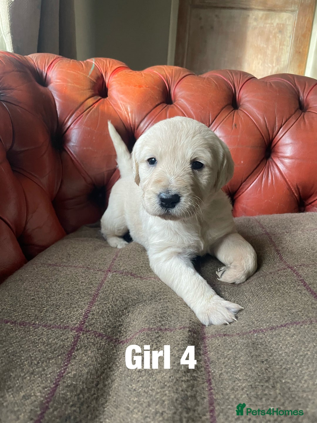 Goldendoodle dogs for sale: Goldendoodle puppies  - Advert 8