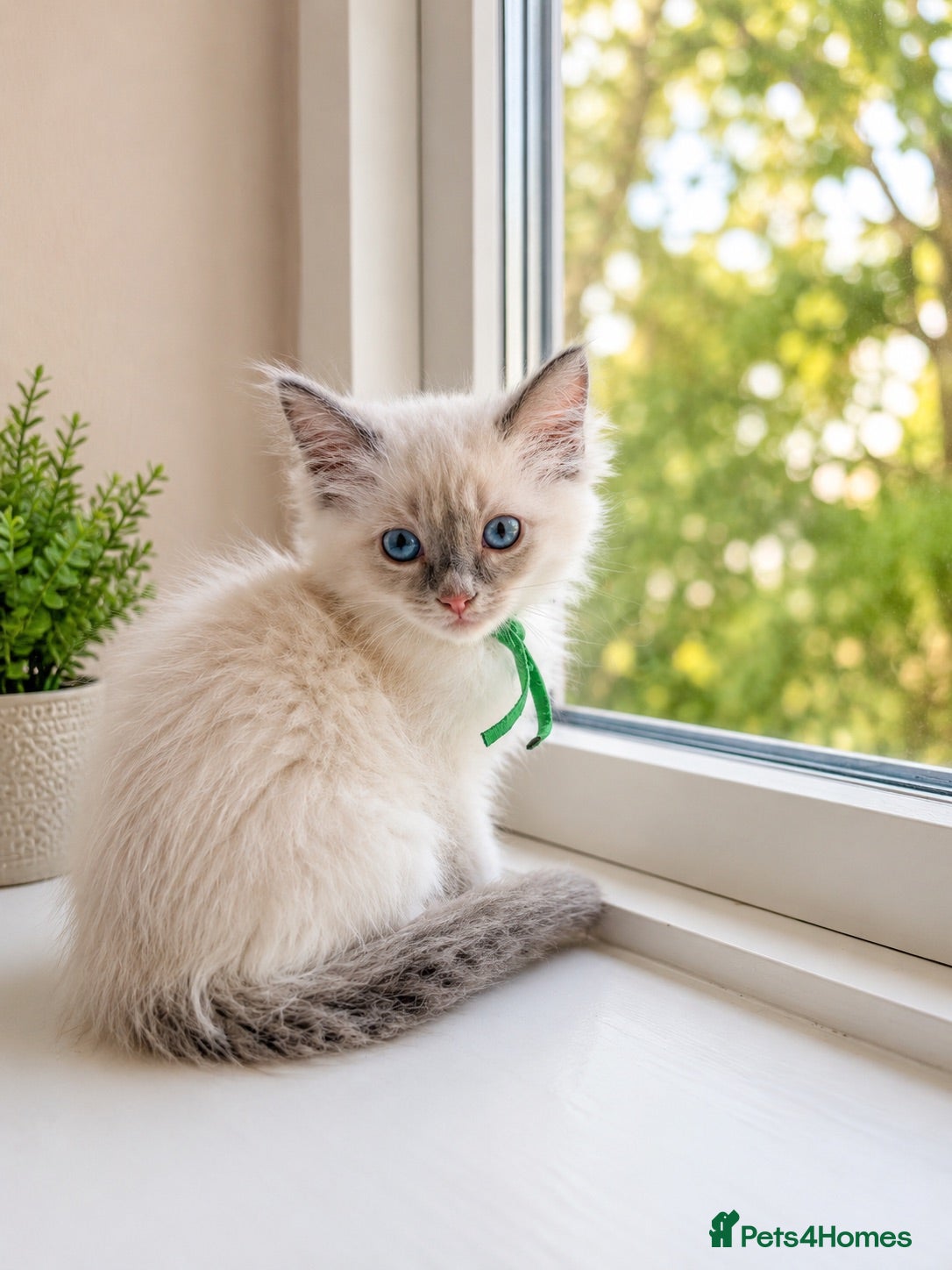 Ragdoll cats 🐾Female Ragdoll Kittens Ready to Leave! 🐾 - Advert 18