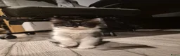 Ragdoll cats for sale: Ragdoll x Norwegian forest - Advert 2
