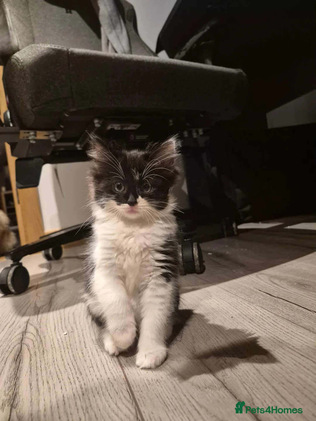 Ragdoll cats for sale: Ragdoll x Norwegian forest - Advert 2