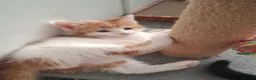 Mixed Breed cats for sale: Beautiful kittens  - Advert 4