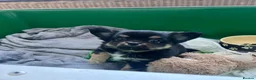 Chihuahua dogs for sale: Black and Tan pure pedigeee long coat boy  - Advert 19